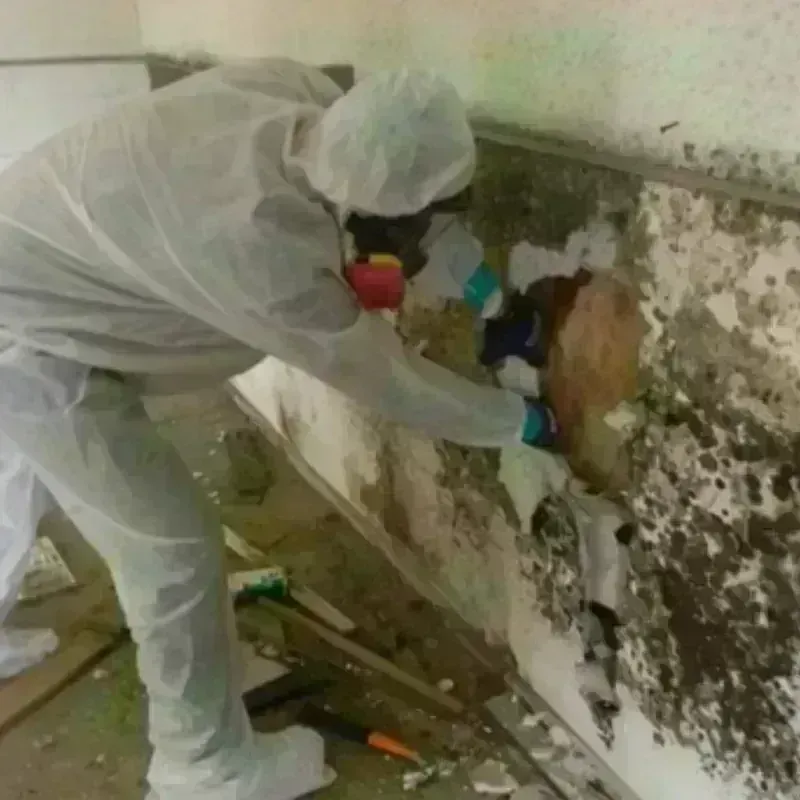 Mold Remediation and Removal in Ambridge, PA